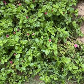Photo of the plant species Buzzy Lizzy by @KnightlyBulrush named Kendall on Greg, the plant care app