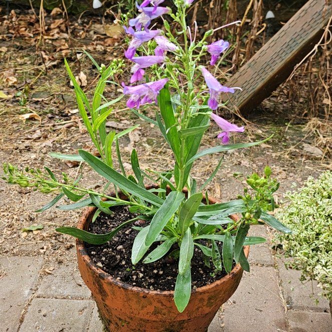 Photo of the plant species Bunchleaf Penstemon by @TopMint14 named Pristine Blue Penstemon on Greg, the plant care app
