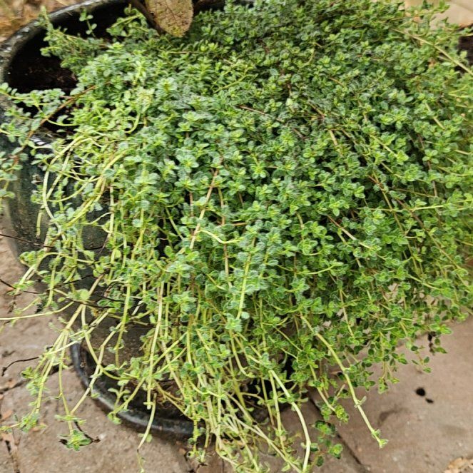 Photo of the plant species Woolly Thyme by @TopMint14 named Woolly Thyme on Greg, the plant care app
