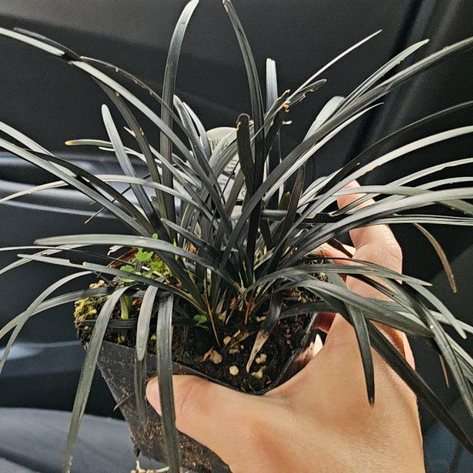 Photo of the plant species Black Mondo Grass by @TopMint14 named Black Mondo Grass on Greg, the plant care app