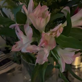 Photo of the plant species Resurrection Lily by @AbsoluteHope named Captain Plant-it on Greg, the plant care app
