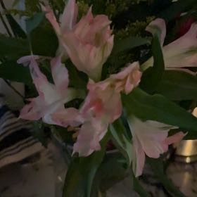 Photo of the plant species Resurrection Lily by @AbsoluteHope named Achilles on Greg, the plant care app