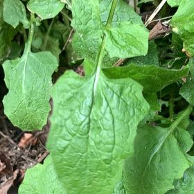 Photo of the plant species Common Nipplewort by @HotItalianmaple named Sage on Greg, the plant care app