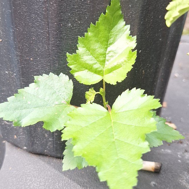 Photo of the plant species Brown Birch by @HardyCoojong98 named Bert on Greg, the plant care app