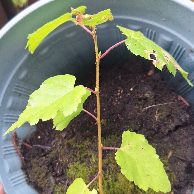 Photo of the plant species Brown Birch by @HardyCoojong98 named Birtholomew on Greg, the plant care app