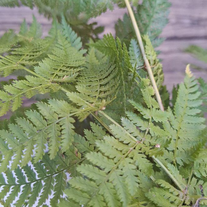 Photo of the plant species Austral Lady Fern by @HardyCoojong98 named Audrey on Greg, the plant care app