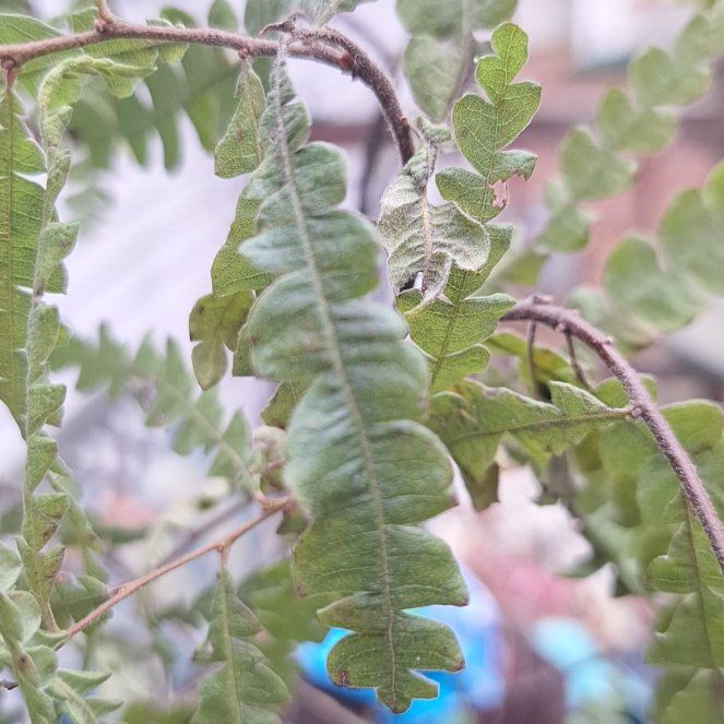 Photo of the plant species Sweet Fern by @HardyCoojong98 named Sir Plancelot on Greg, the plant care app