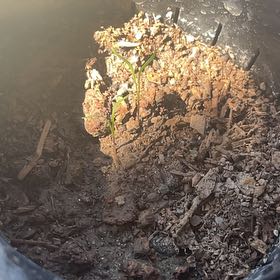 Photo of the plant species Chantenay Red Cored Carrot by @PoetBarbosalily named Bieber on Greg, the plant care app