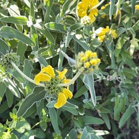 Photo of the plant species Jerusalem Sage by @ChampLime56 named Sage on Greg, the plant care app