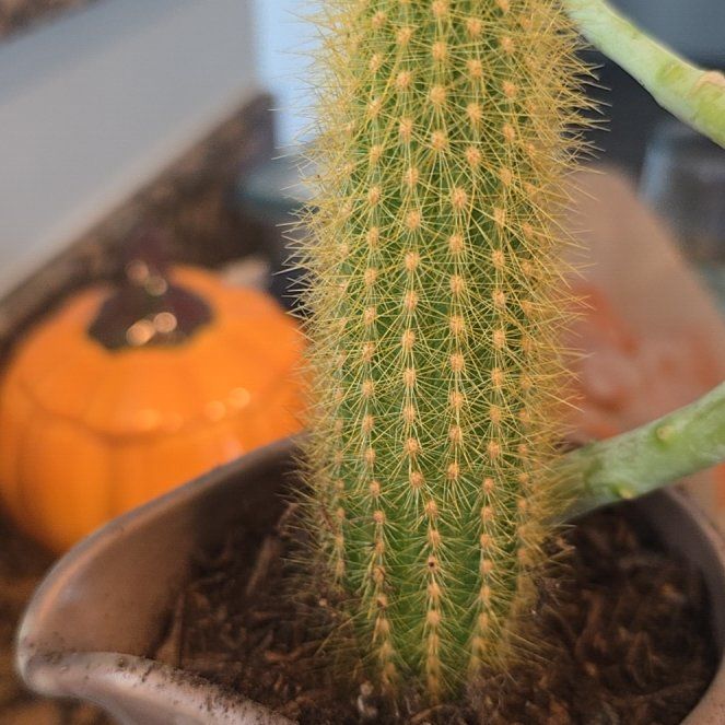 Photo of the plant species Vatricania guentheri by @SupremeToropapa named Aria on Greg, the plant care app