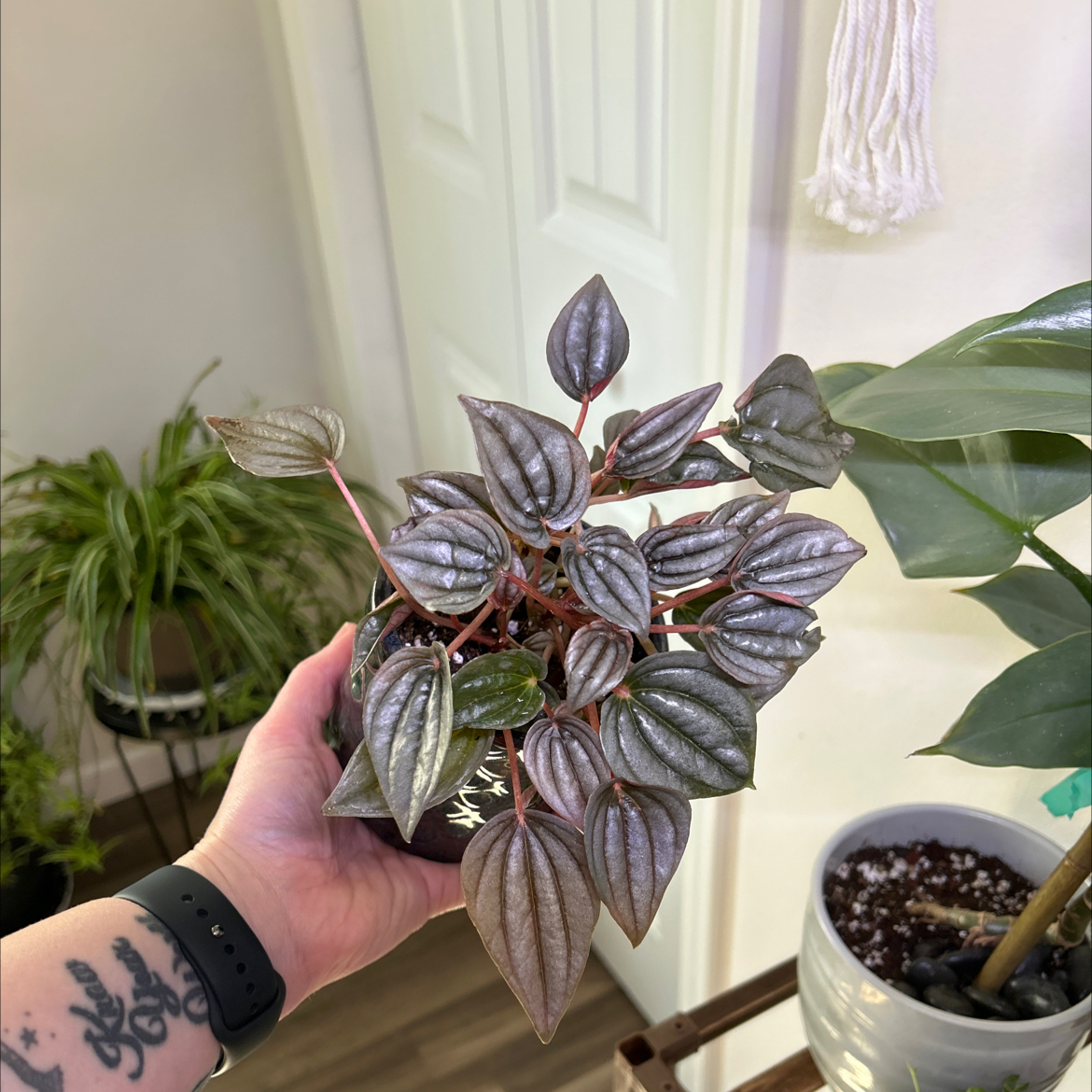 Photo of the plant species Mendoza by @Jmiche23 named Drogon on Greg, the plant care app