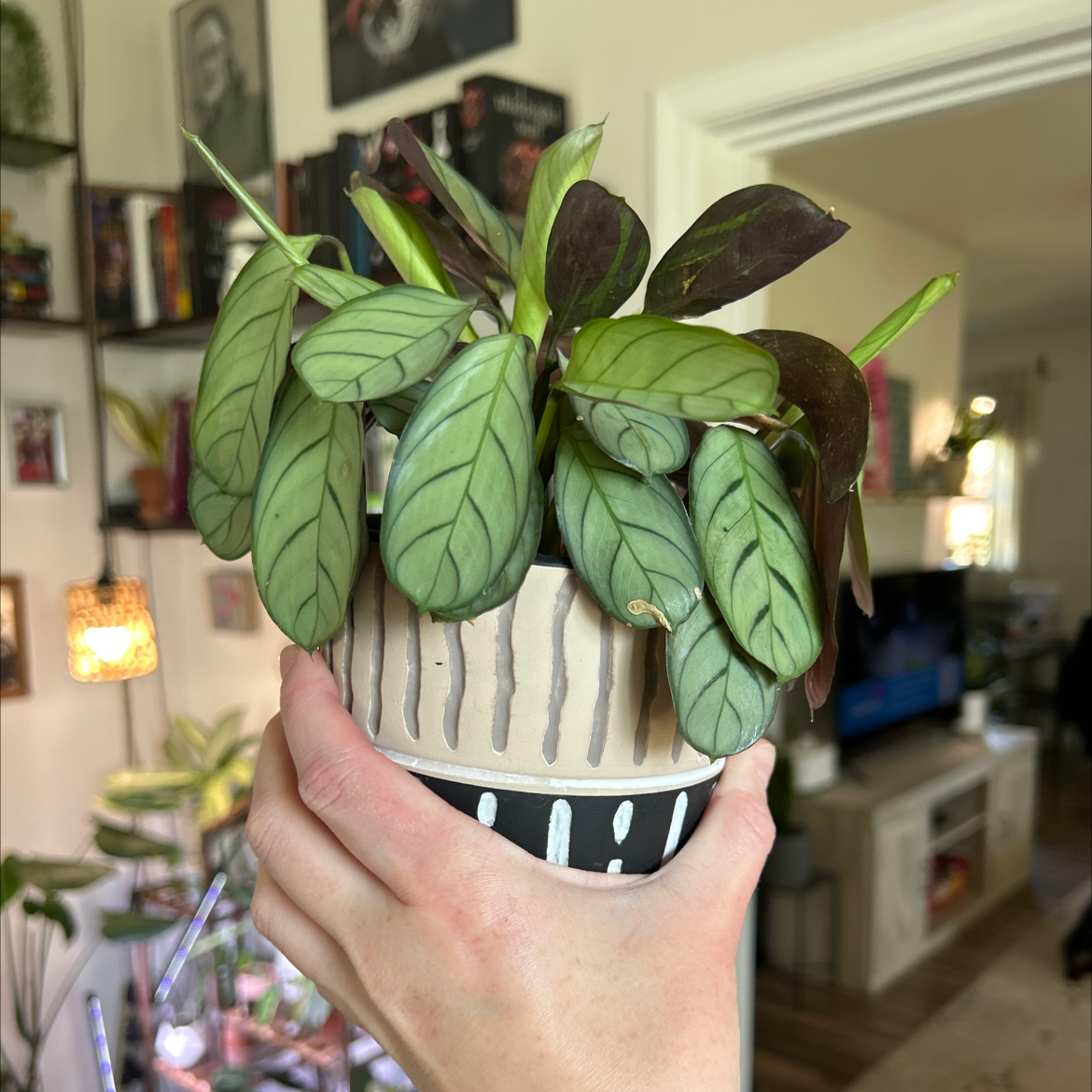Photo of the plant species Calathea burle-marxii by @Jmiche23 named Joffrey on Greg, the plant care app