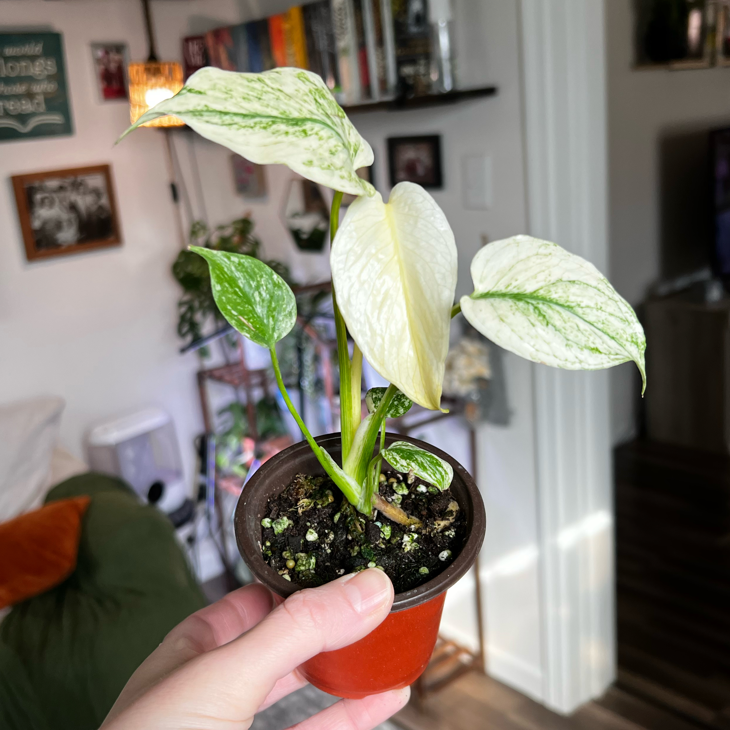 Photo of the plant species Monstera 'Mint' by @Jmiche23 named Delilah on Greg, the plant care app