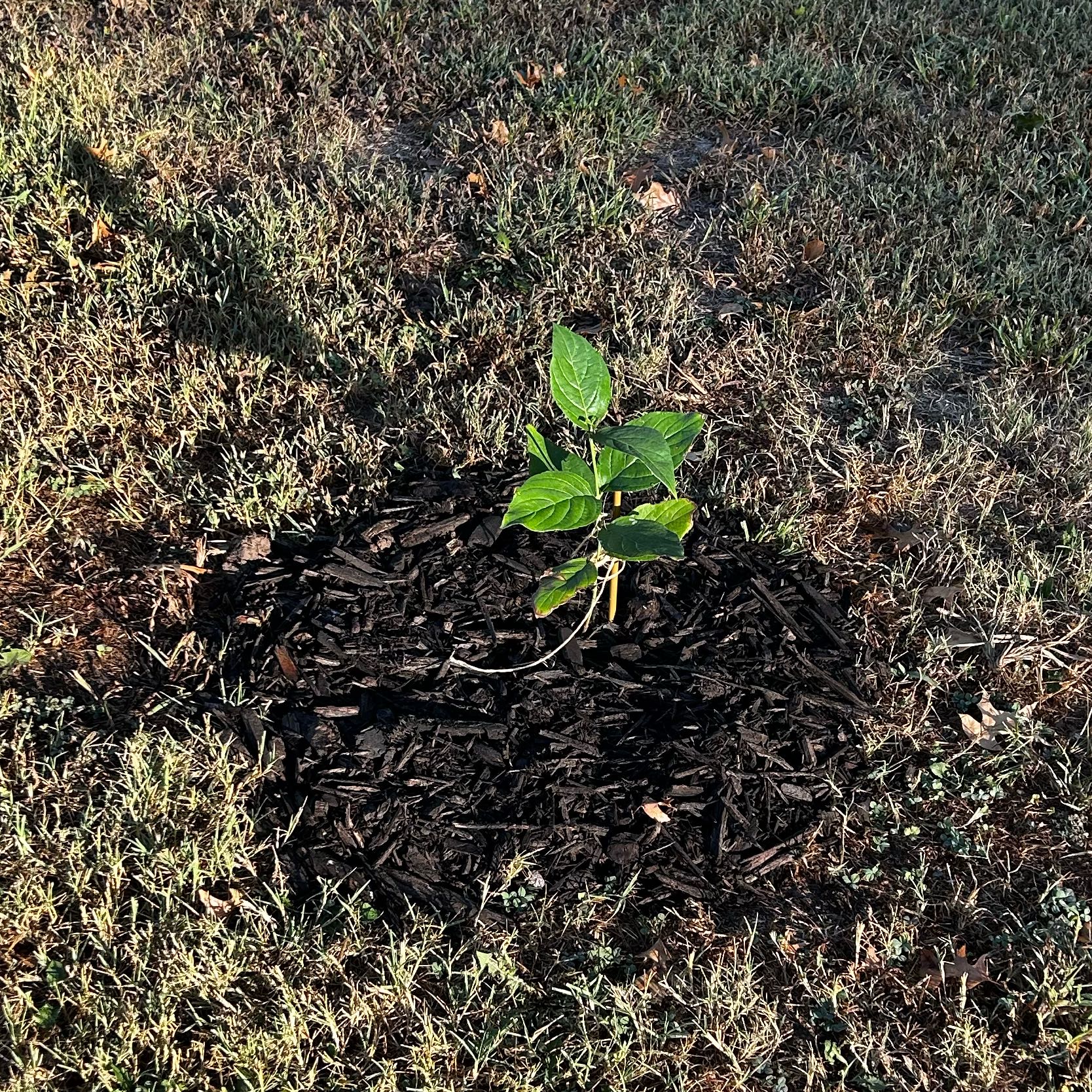 Plant care for Flowering Dogwood on Greg, the plant care app