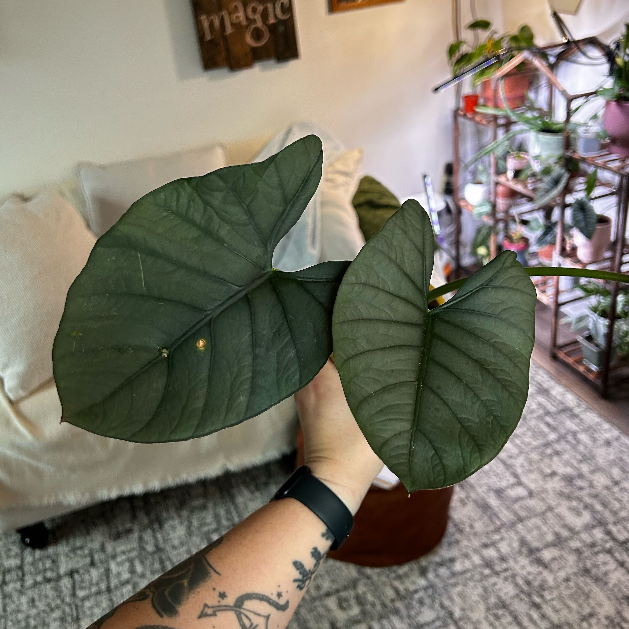 Photo of the plant species Alocasia Reginae Silver by @Jmiche23 named Grey Ghost on Greg, the plant care app