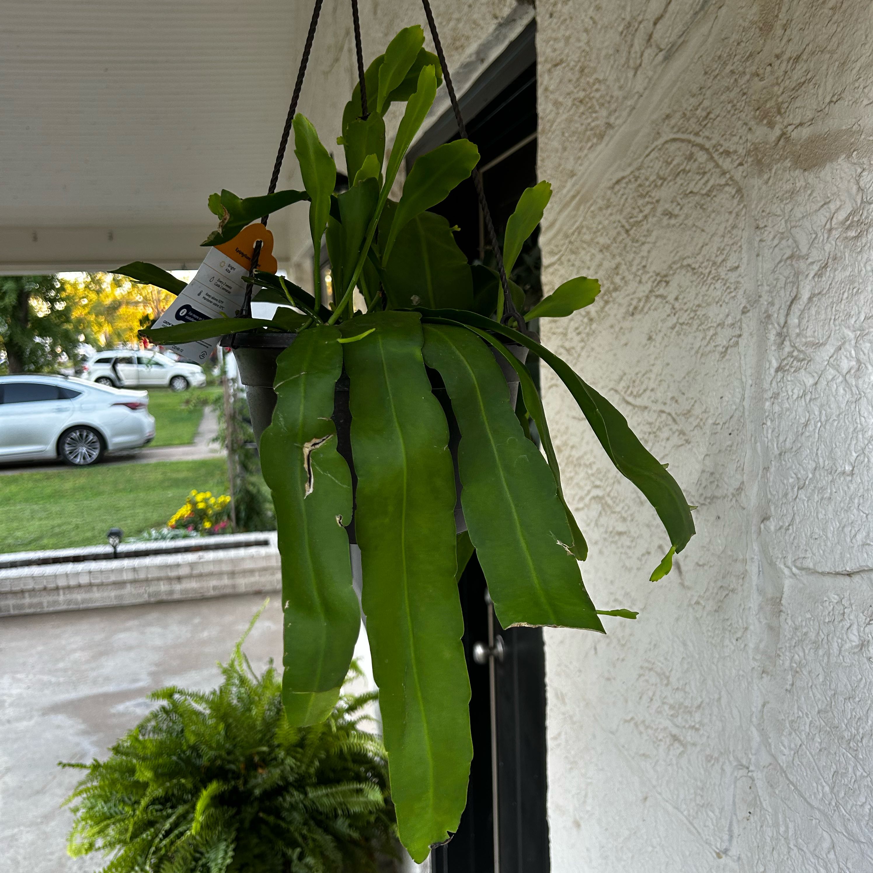 Photo of the plant species Hooker's Orchid Cactus by @Jmiche23 named Spike Leaves on Greg, the plant care app