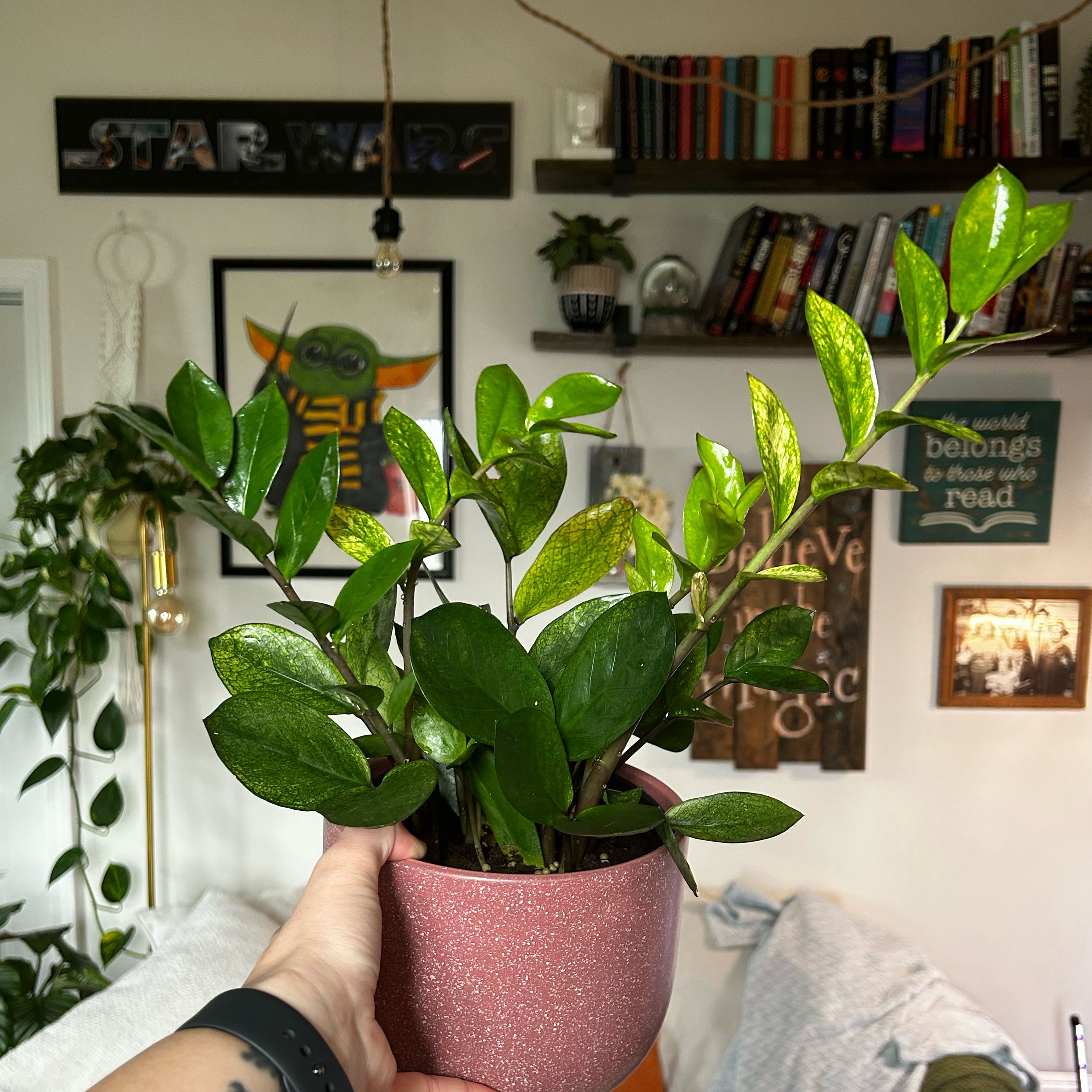 Photo of the plant species chameleon zz by @Jmiche23 named Zeus on Greg, the plant care app