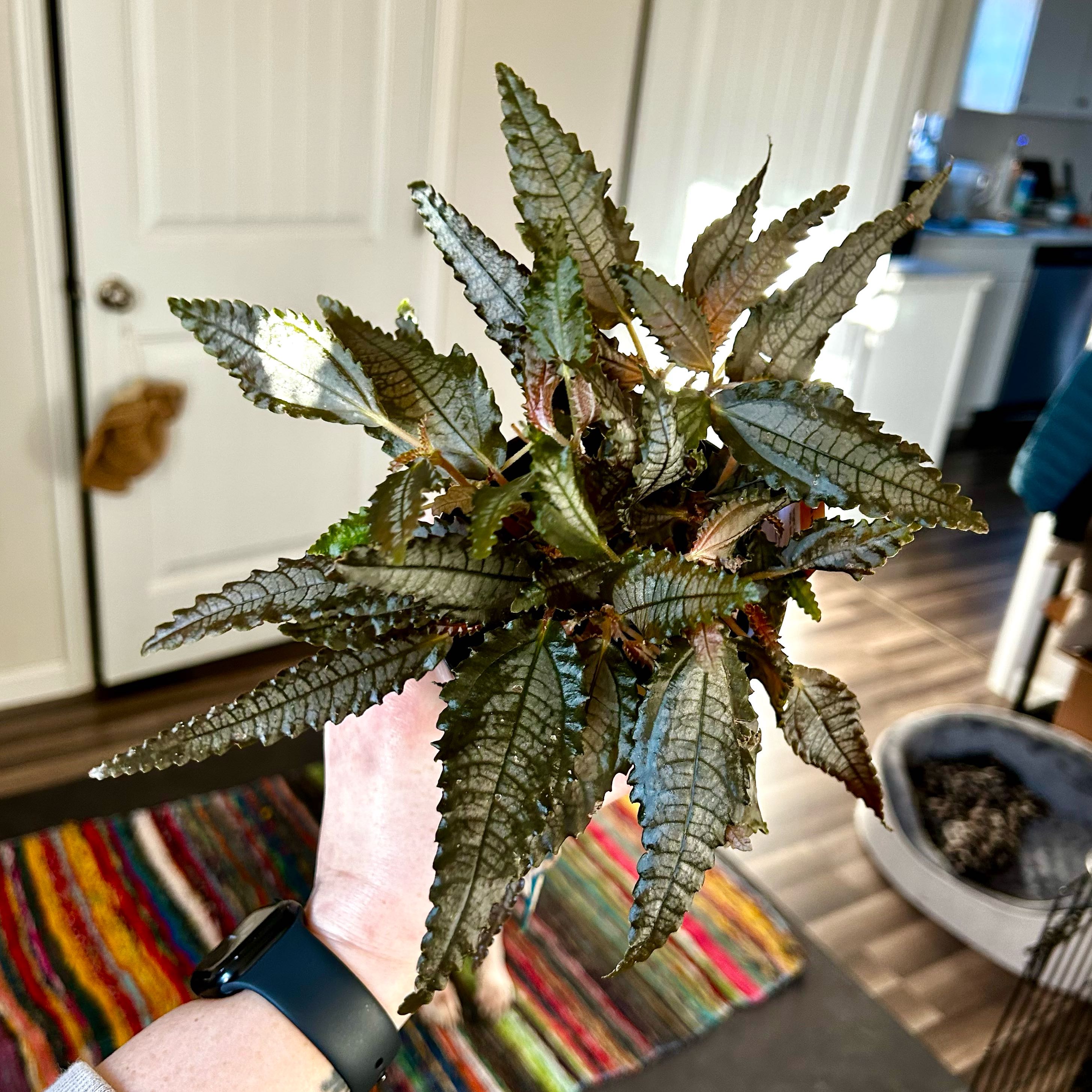 Photo of the plant species Dark Mystery Pilea by @Jmiche23 named Osmo on Greg, the plant care app