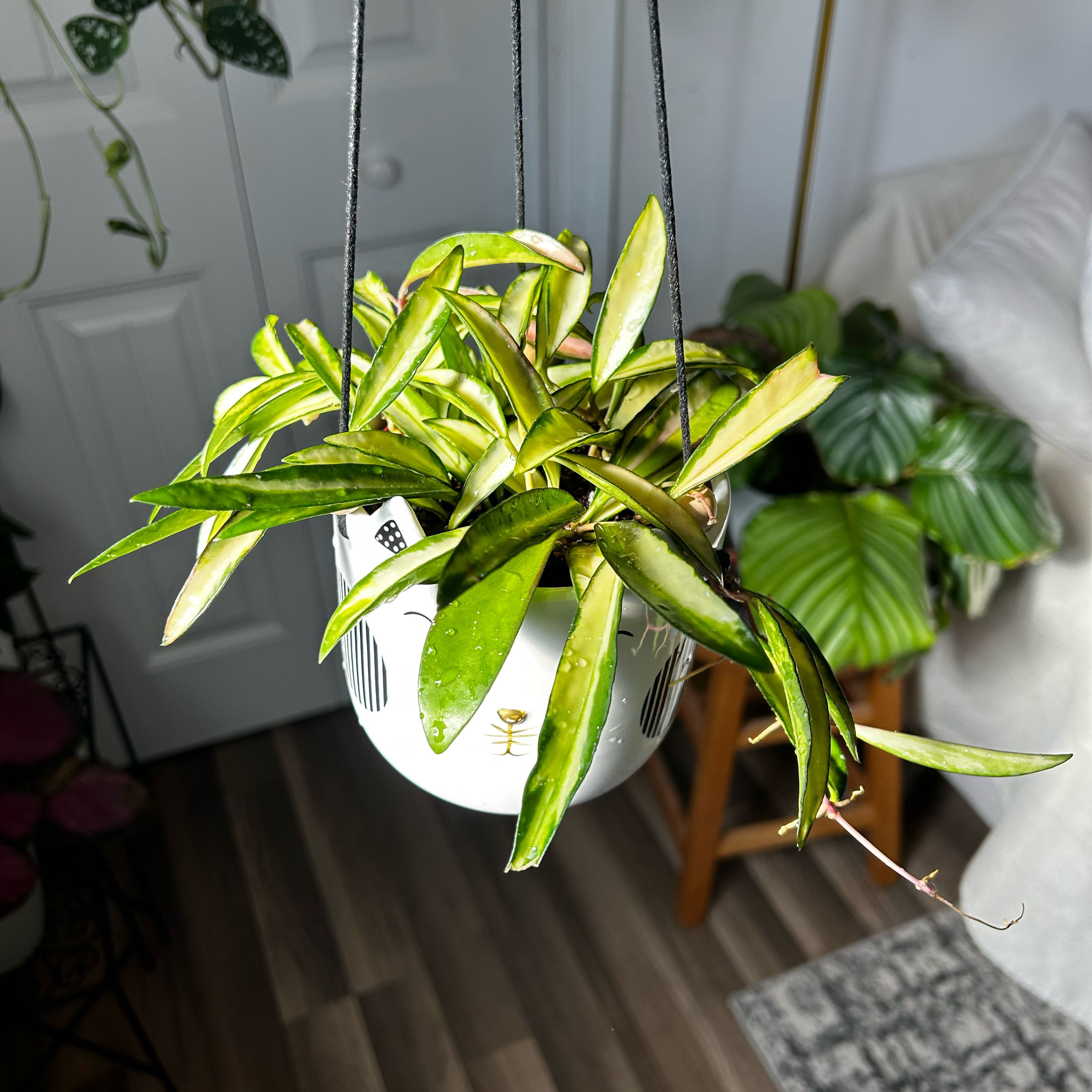 Photo of the plant species Hoya Wayetti by @Jmiche23 named Tupot amaroot on Greg, the plant care app