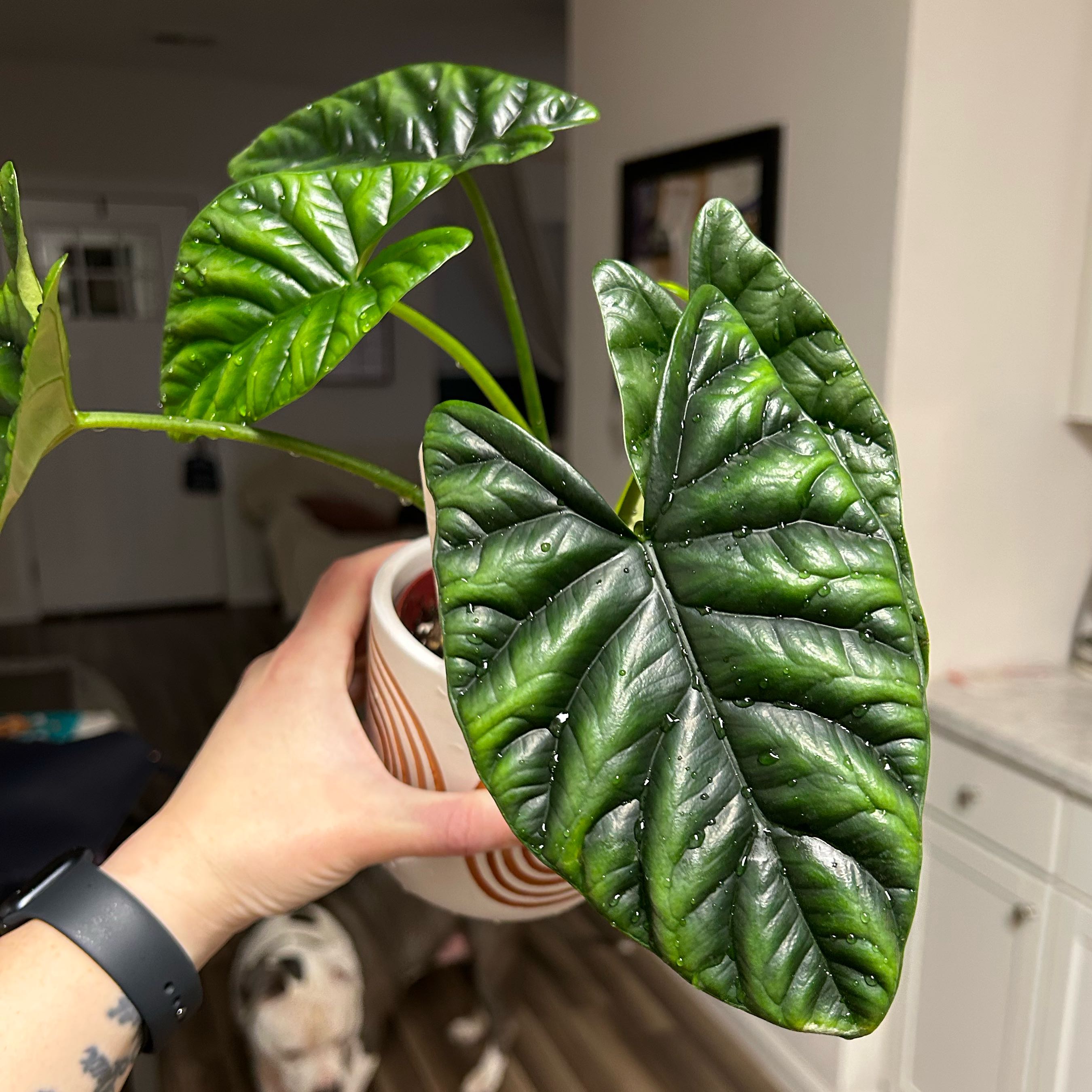 Photo of the plant species Alocasia sinuata 'Quilted Dreams' by @Jmiche23 named Vermax on Greg, the plant care app