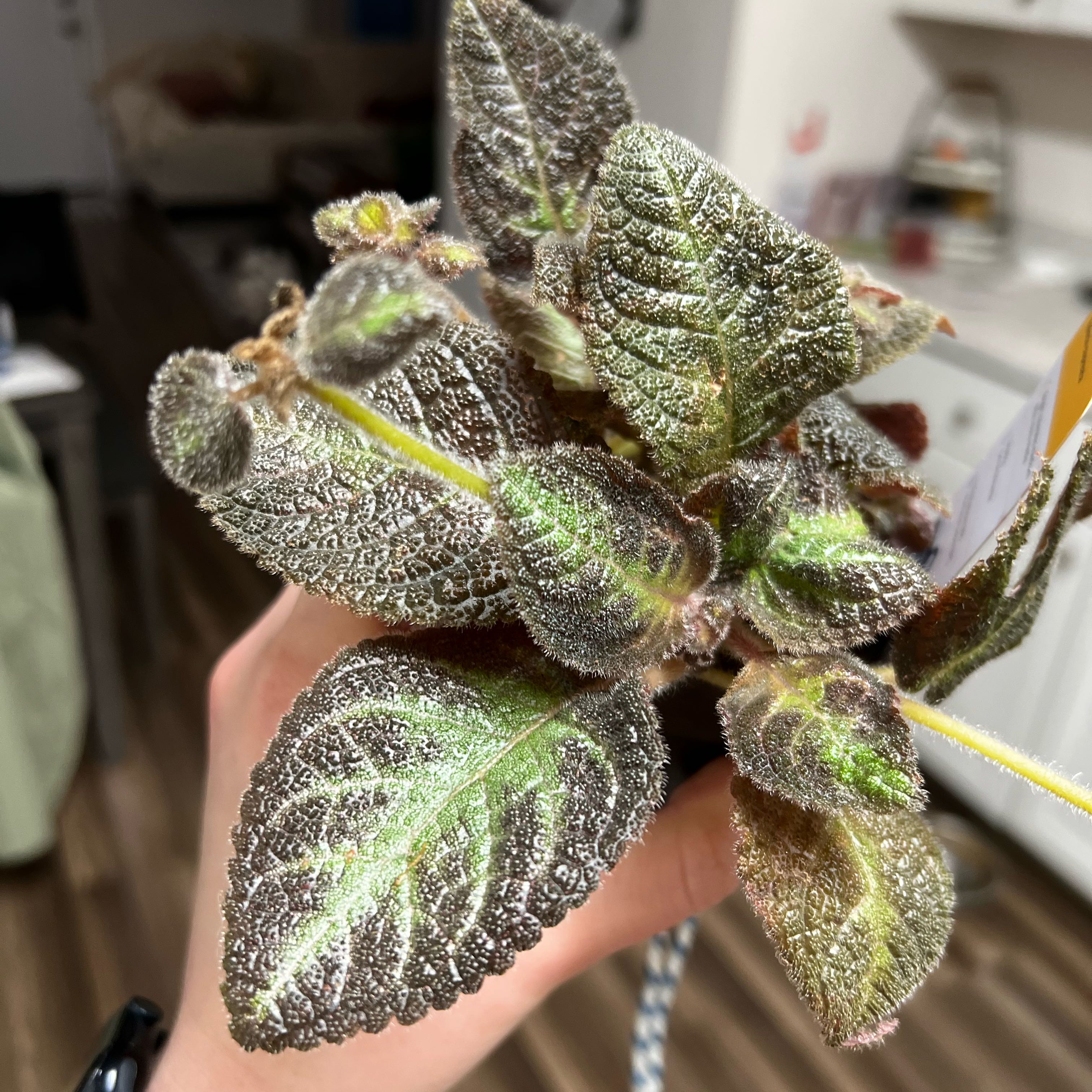 Photo of the plant species Flame Violet by @Jmiche23 named Kobe on Greg, the plant care app