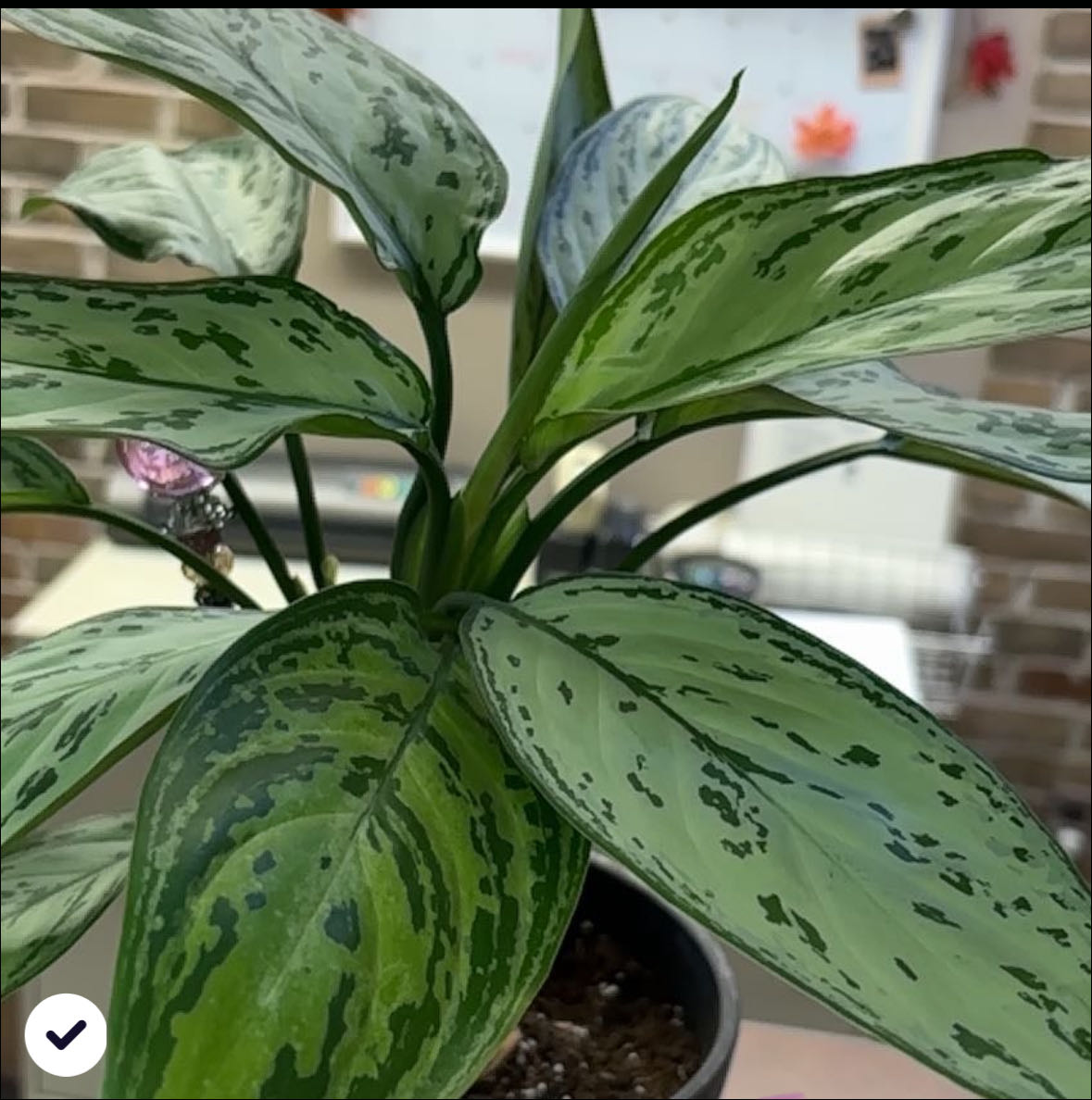 Why Are My Aglaonema Pink Moon Leaves Droopy?