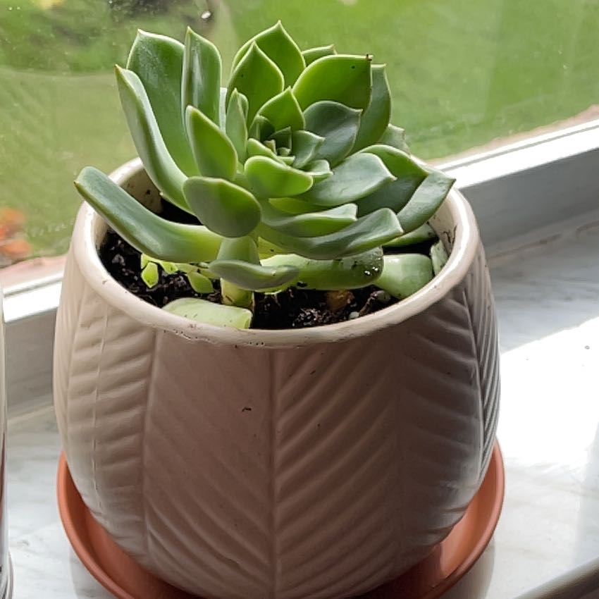 Photo of the plant species Graptoveria Hybrid 'Olivia' by @YesSweetyarrow named Avery on Greg, the plant care app