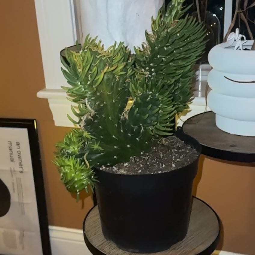 Photo of the plant species Crested eve's needle by @FunBlackjackoak named Bartholomew on Greg, the plant care app