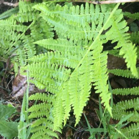 Photo of the plant species Eastern Hayscented Fern by Eliana named Kardashian on Greg, the plant care app
