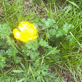 Photo of the plant species Globeflower by Eliana named ChloroPhil on Greg, the plant care app