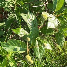 Photo of the plant species Common Buttonbush by Eliana named Willow on Greg, the plant care app