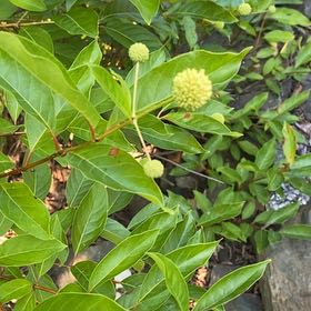 Photo of the plant species Common Buttonbush by Eliana named Sahara on Greg, the plant care app