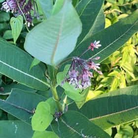 Photo of the plant species Asclepias Syriaca by Eliana named Apollo on Greg, the plant care app