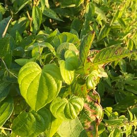 Photo of the plant species Wild Yam by Eliana named Keanu Leaves on Greg, the plant care app