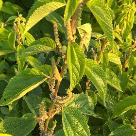 Photo of the plant species Canadian Clearweed by Eliana named Forrest on Greg, the plant care app