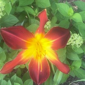 Photo of the plant species Orange Daylily by Eliana named Orlando Bloom on Greg, the plant care app