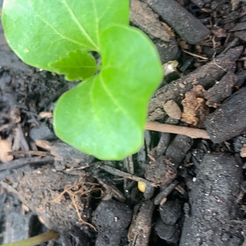 Photo of the plant species Tulip Poplar by Eliana named Sol on Greg, the plant care app
