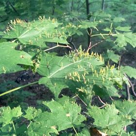 Photo of the plant species Norway Maple by Eliana named Shakira on Greg, the plant care app