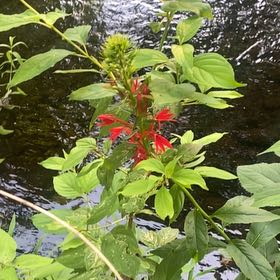 Photo of the plant species Cardinal Flower by Eliana named Marilyn on Greg, the plant care app