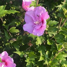 Photo of the plant species Korean Hibiscus by Eliana named Gobi on Greg, the plant care app