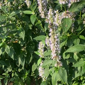 Photo of the plant species Fragrant Giant Hyssop by Eliana named Lola on Greg, the plant care app
