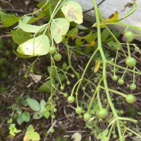 Photo of the plant species Multiflora Rose by Eliana named Marley on Greg, the plant care app