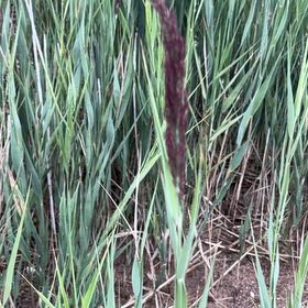 Photo of the plant species Common Velvetgrass by Eliana named Rosa on Greg, the plant care app