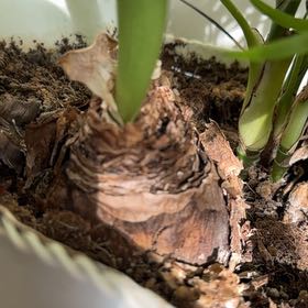 Photo of the plant species Double White Amaryllis by @LushGoldensedum named Lazarus on Greg, the plant care app