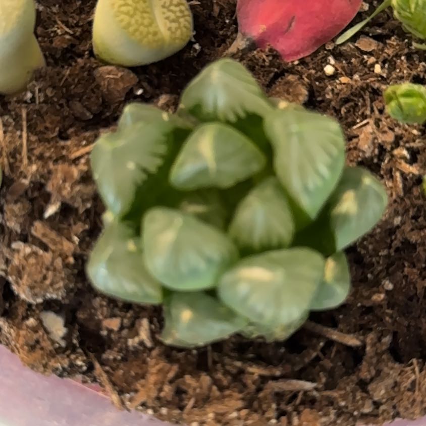 Photo of the plant species Haworthia Kyodai Akasen Lens by @LushGoldensedum named Gusher on Greg, the plant care app