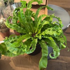 Photo of the plant species Osaka Fern by @LushGoldensedum named Florence on Greg, the plant care app