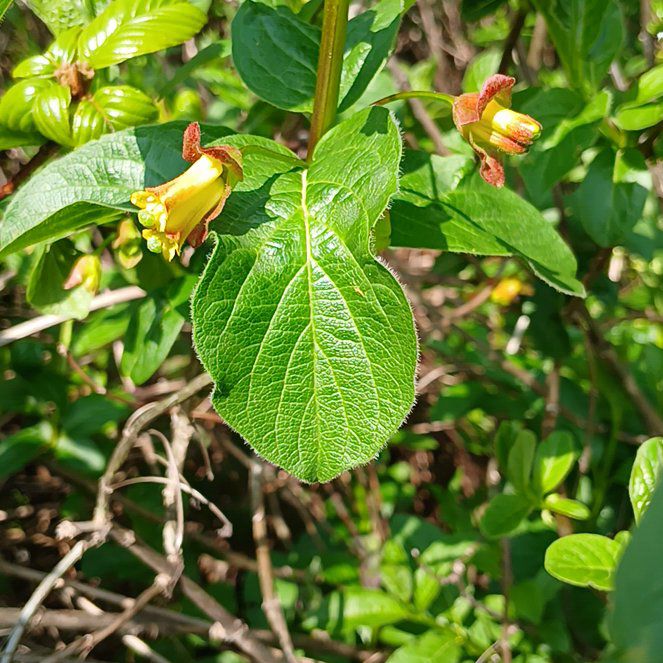 Photo of the plant species Alpine Honeysuckle by @YeveRosea25 named Spike Leaves on Greg, the plant care app