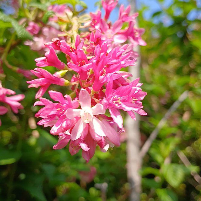 Photo of the plant species Andrews Clintonia by @YeveRosea25 named Gobi on Greg, the plant care app