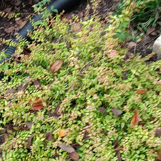 Photo of the plant species Creeping Snowberry by @LucentWaxflower named Michelle Branch on Greg, the plant care app