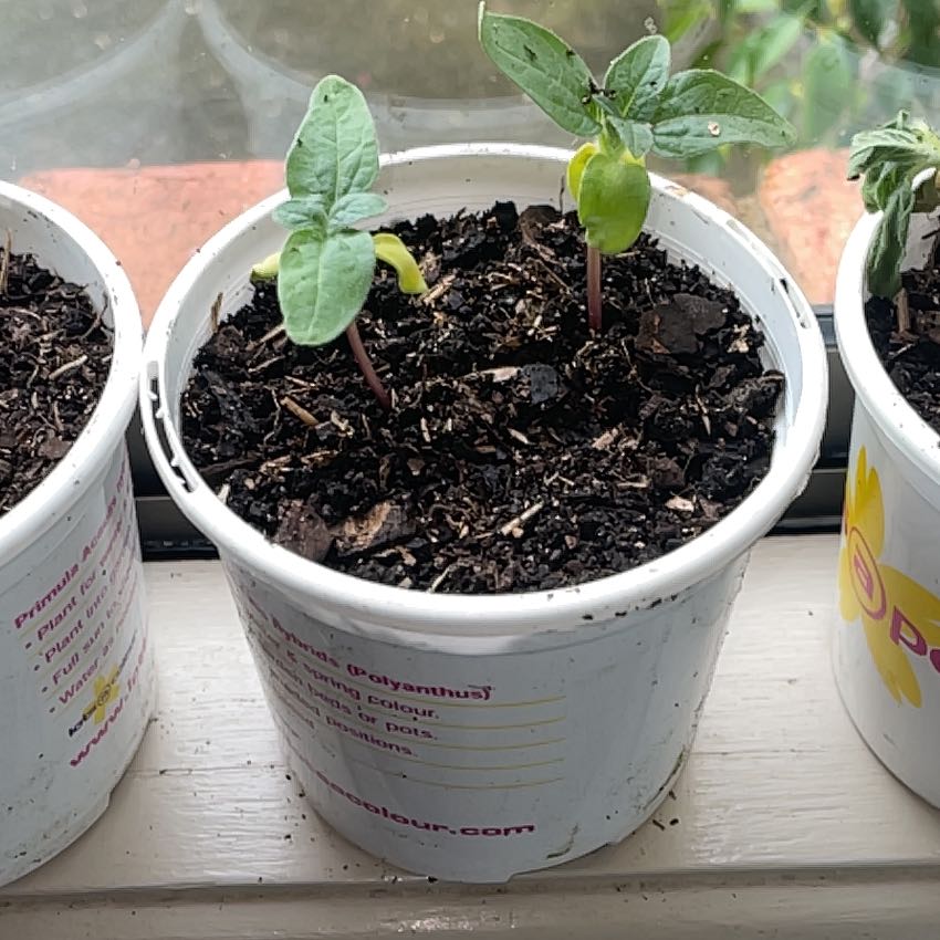 Photo of the plant species Parry's Dwarf-Sunflower by @AgileLentenrose named Captain Plant-it on Greg, the plant care app